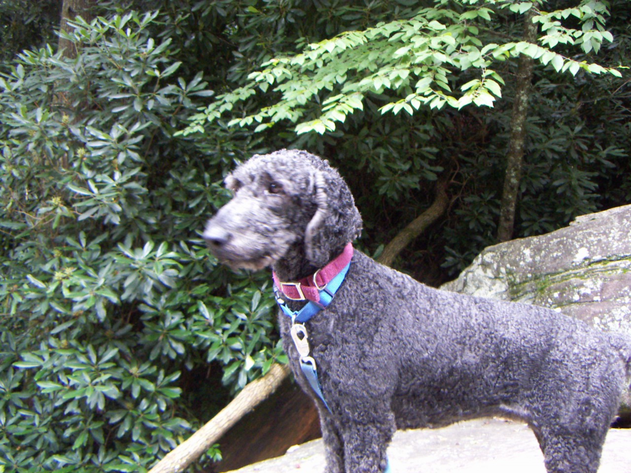 PICT0310.JPG