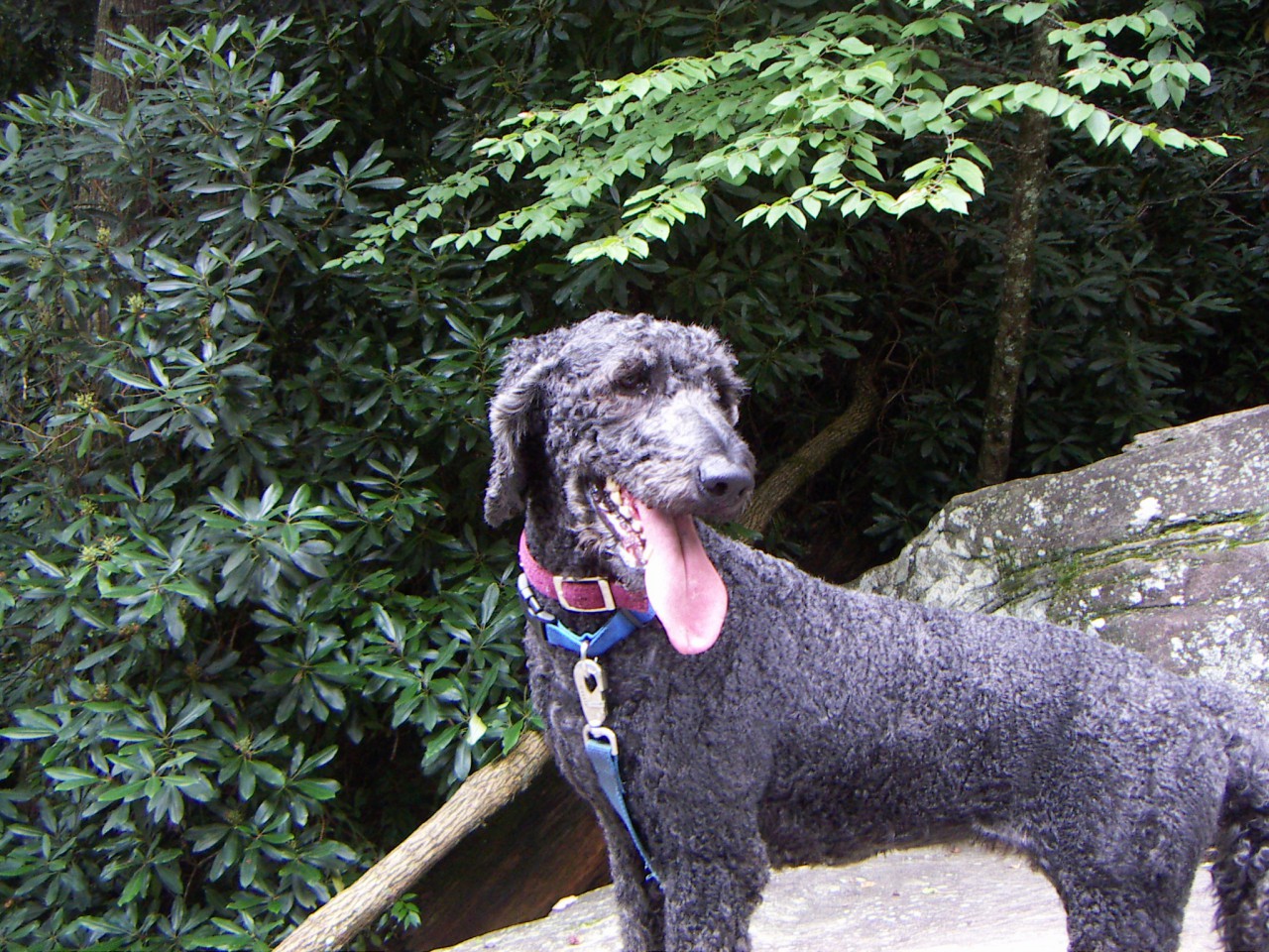 PICT0311.JPG