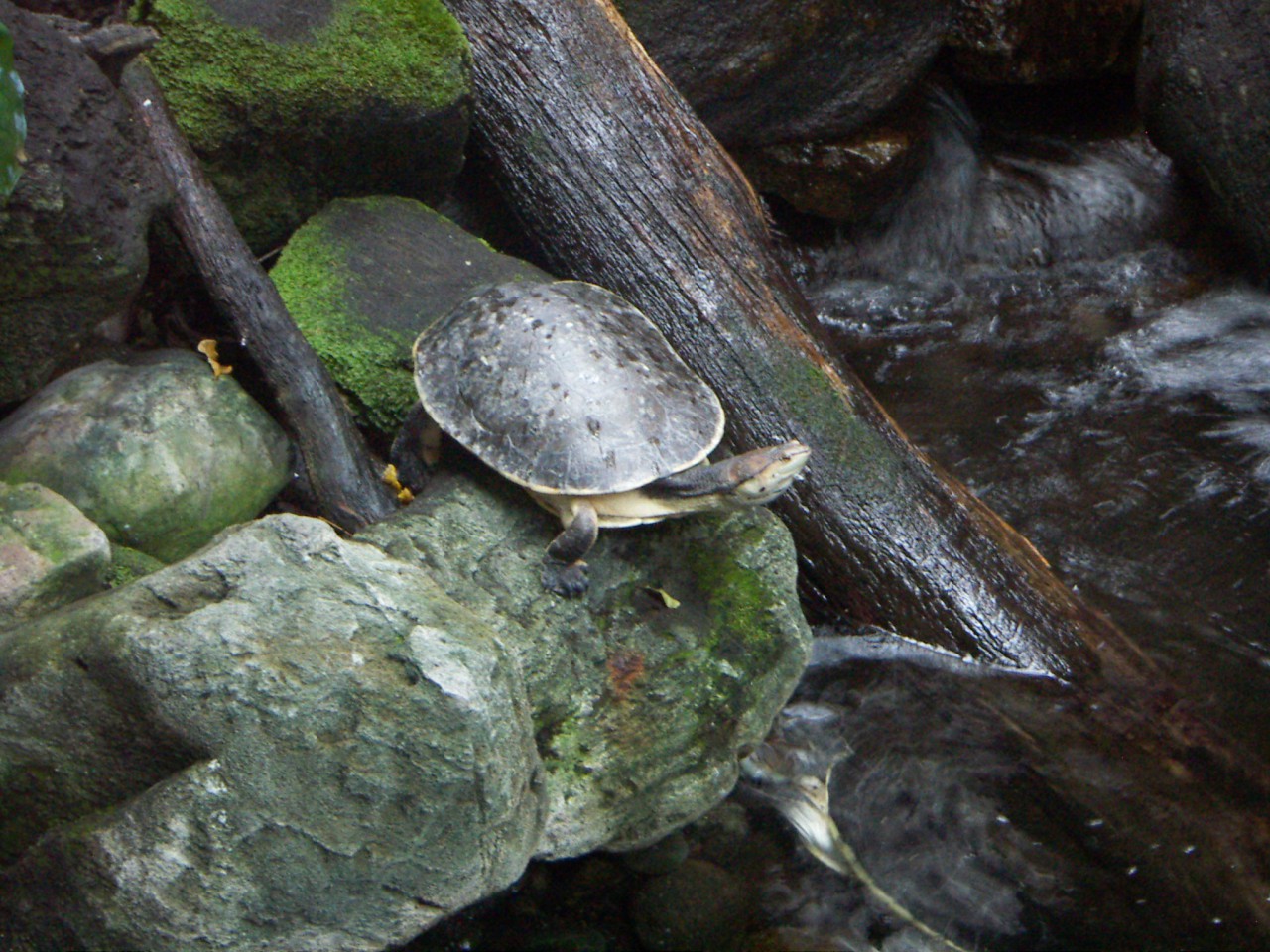PICT0246.JPG