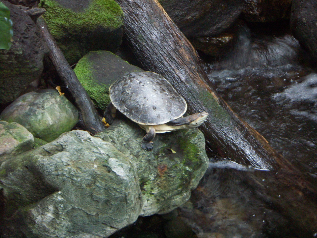 PICT0247.JPG