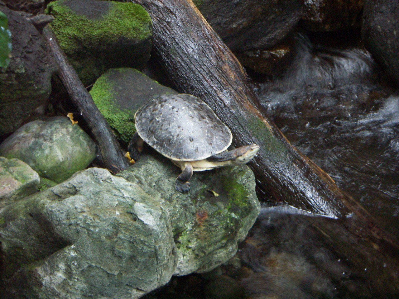 PICT0248.JPG