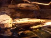 PICT0225.JPG