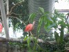 Filename=PICT0238.JPG
Filesize=320KiB
Dimensions=1280x960
Date added=Jan 24, 2016 PICT0238.JPG