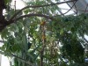 PICT0241.JPG