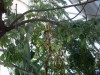 PICT0242.JPG