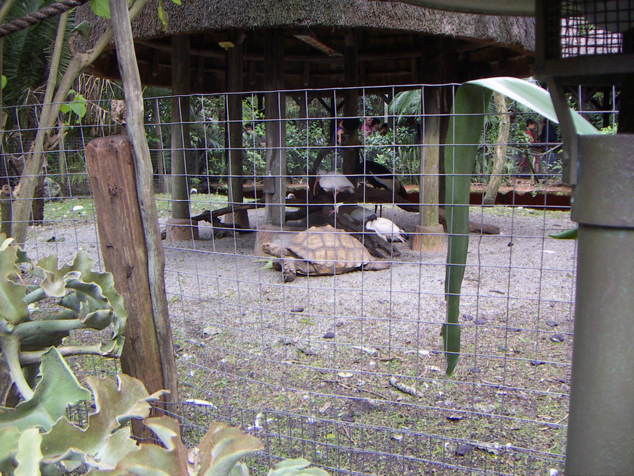 PICT0401.JPG