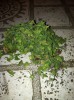 seeds1.JPG