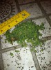 seeds2.JPG