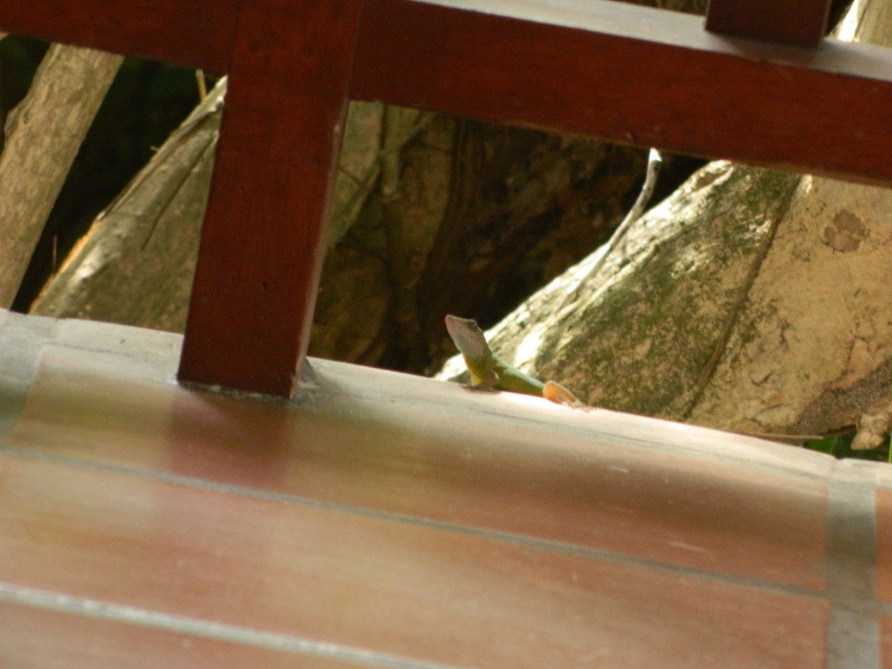 DSCN1194.JPG