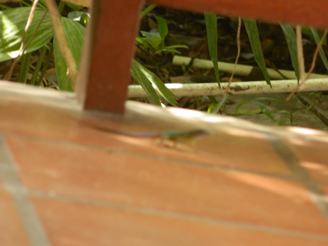 DSCN1195.JPG