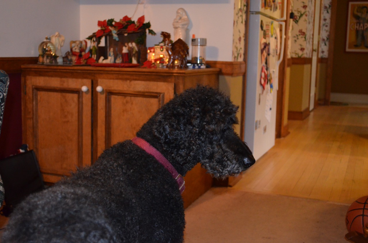 DSC_0011.JPG