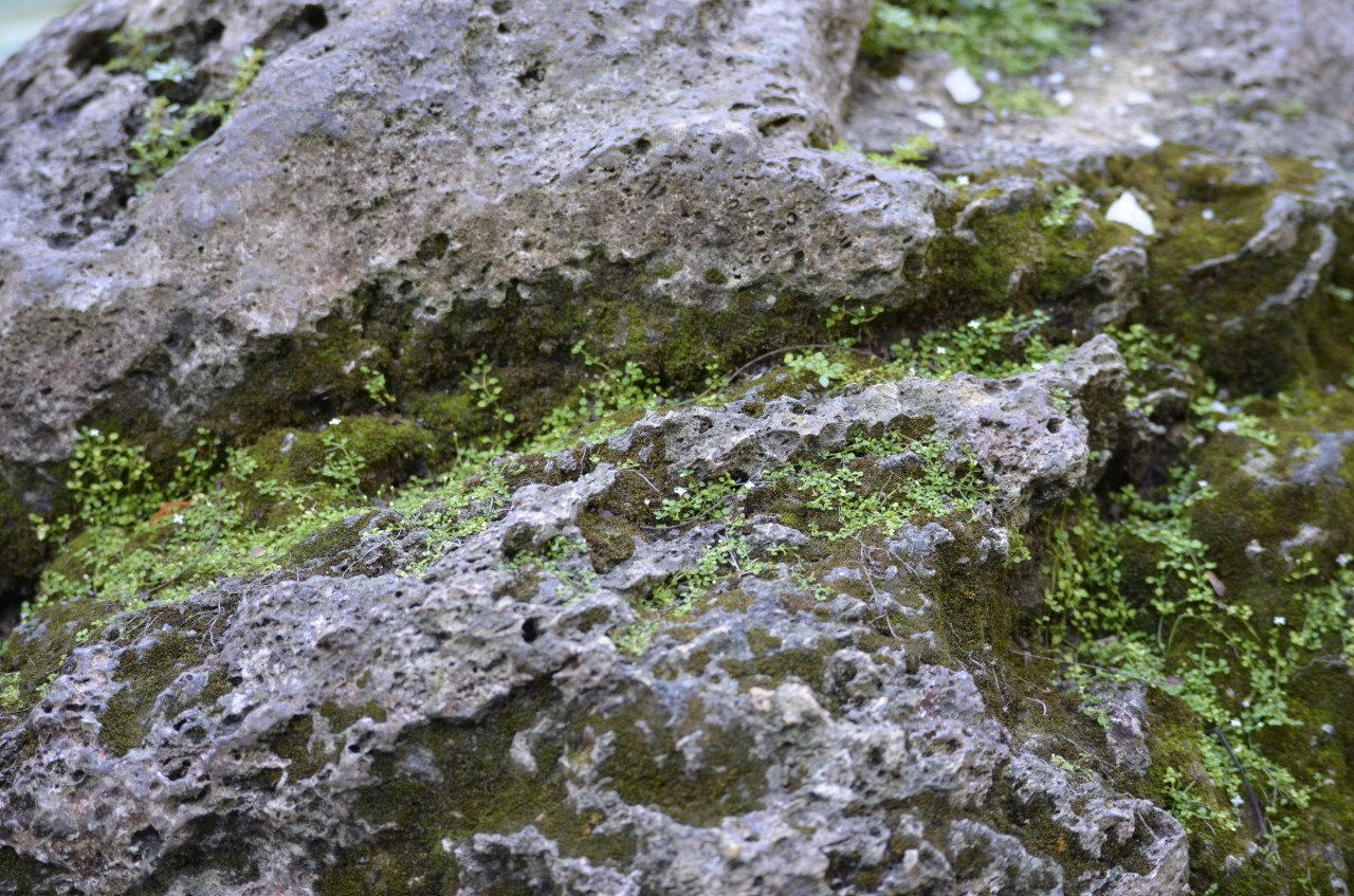 201802071717-00075-Cenote_Zaci.jpg