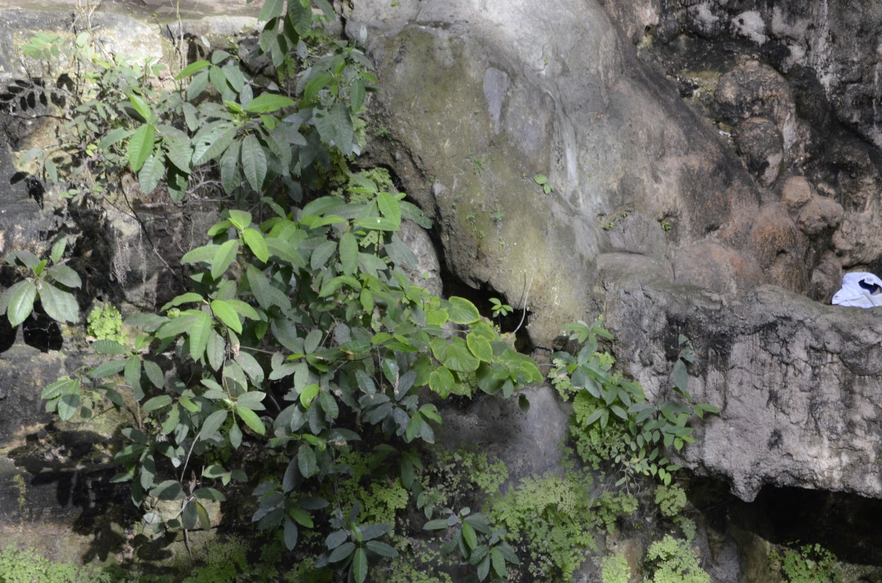 201802071722-00079-Cenote_Zaci.jpg