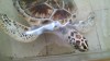 Filename=201802121128-00470-IMG.jpg
Filesize=140KiB
Dimensions=1280x720
Date added=Mar 30, 2021 201802121128-00470-IMG.jpg