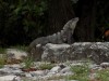Filename=201802131557-00336-DSCN5739.jpg
Filesize=330KiB
Dimensions=1280x960
Date added=Mar 30, 2021 201802131557-00336-DSCN5739.jpg