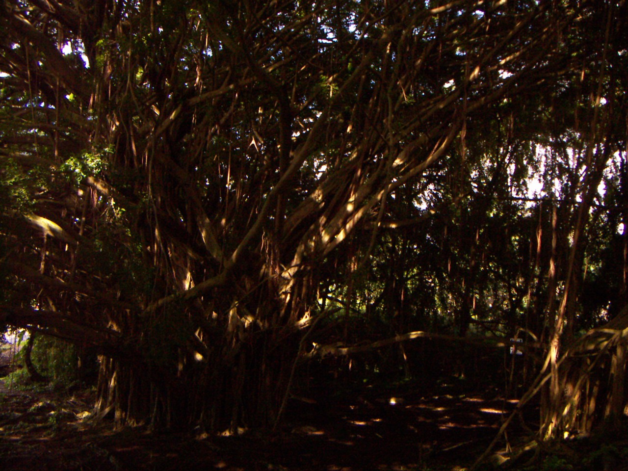 PICT0006.JPG