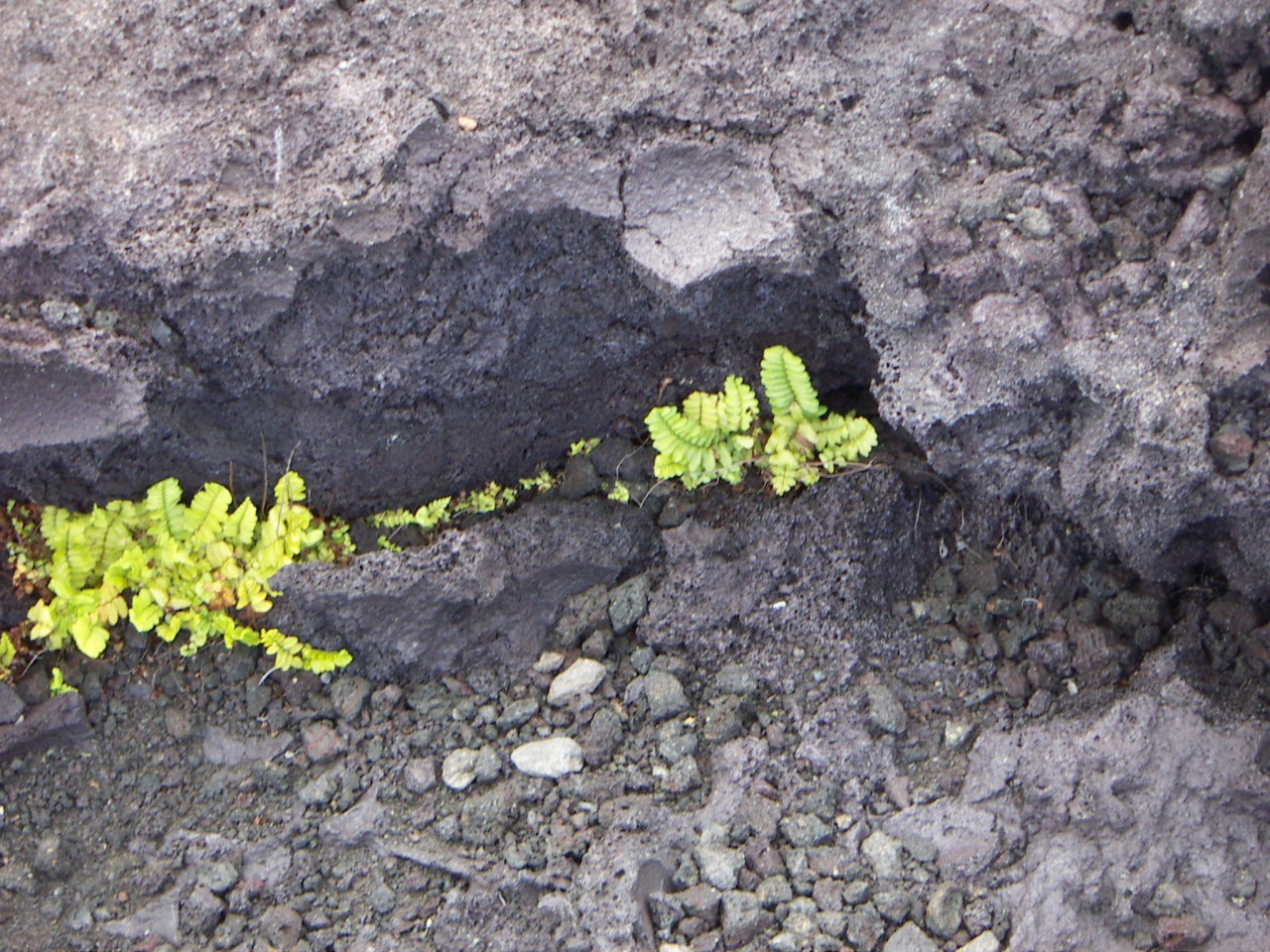 PICT0087.JPG
