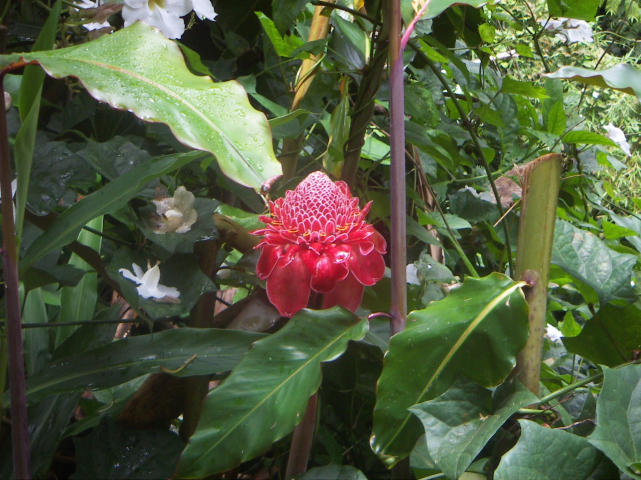 PICT0142.JPG