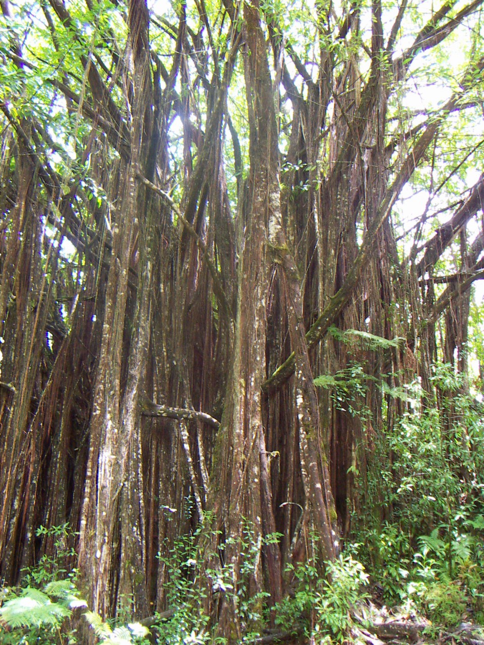 PICT0146.JPG