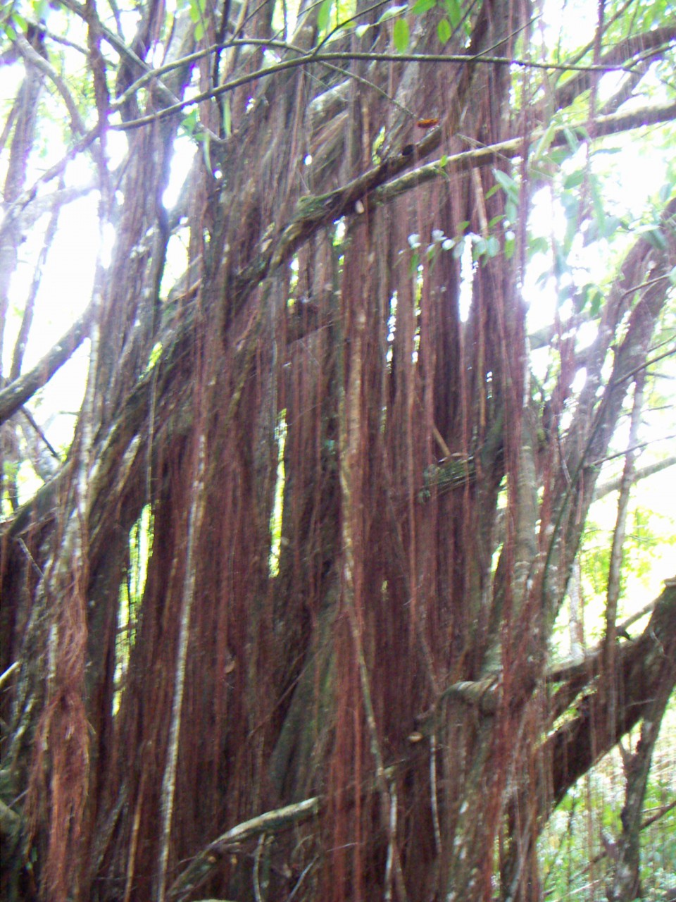PICT0152.JPG