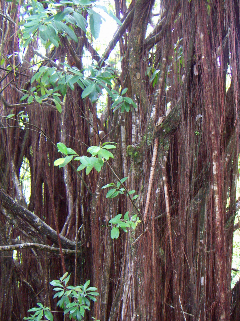 PICT0153.JPG