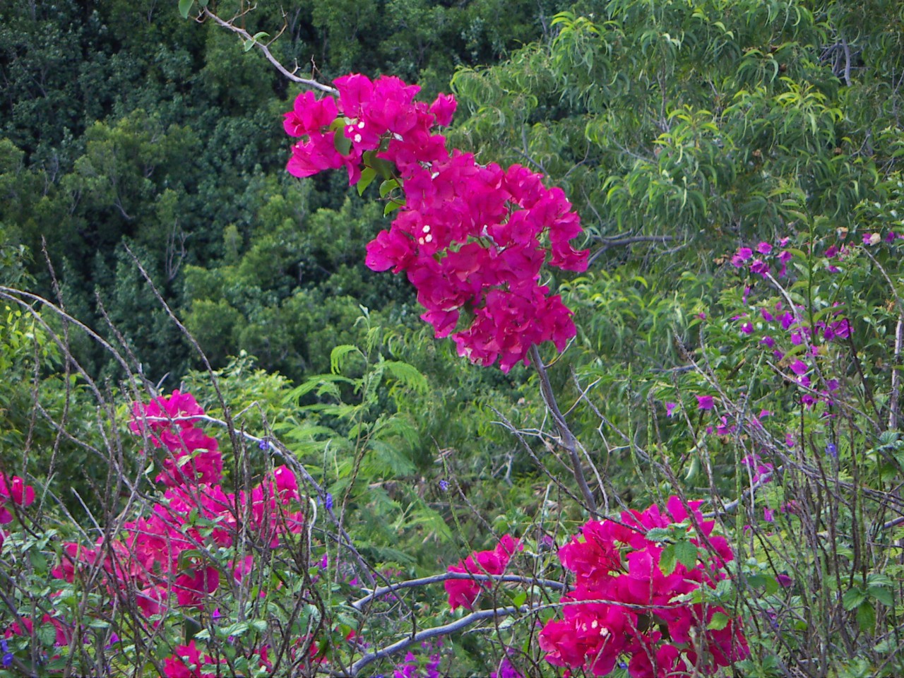 PICT0192.JPG