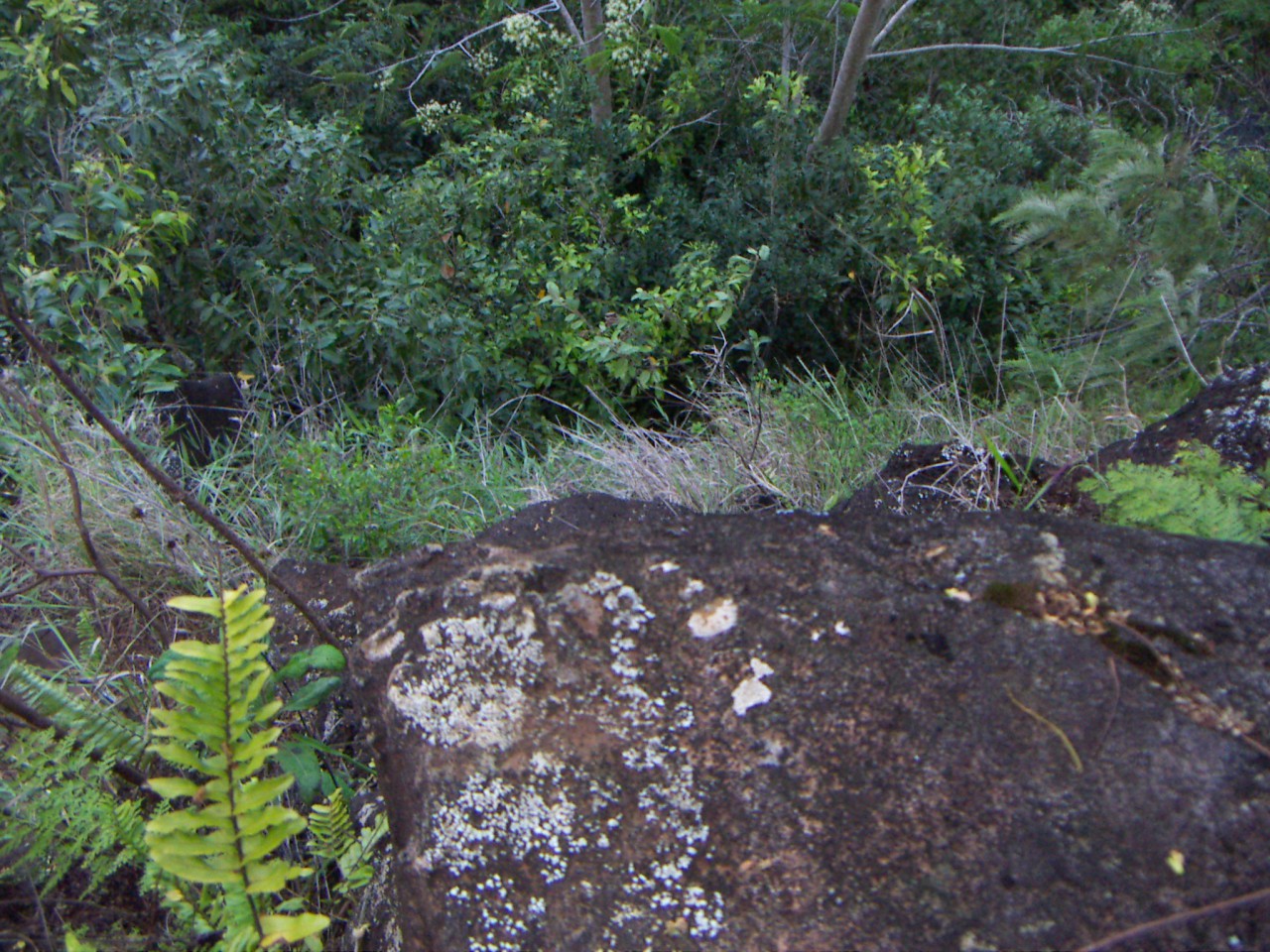 PICT0211.JPG